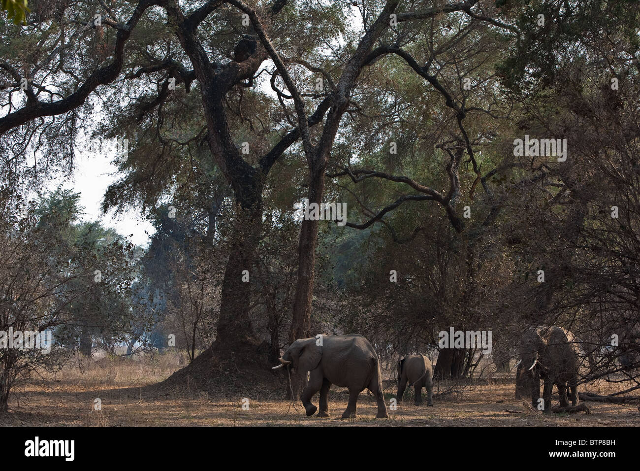 Elephants in Mana pools Game reserve Zimbabwe Stock Photo