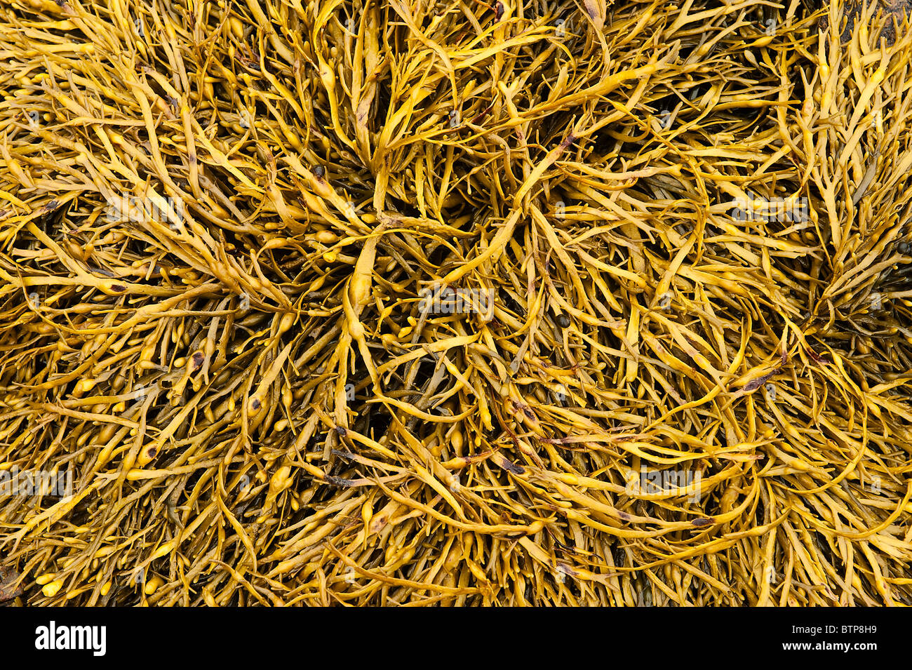 Seaweed at low tide, Maine, USA Stock Photo