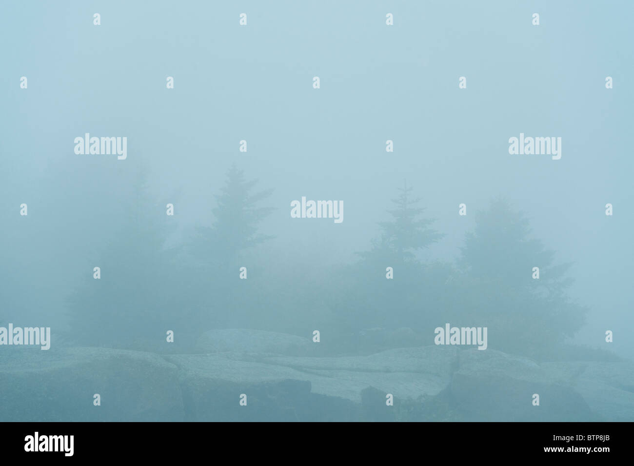 Conifer trees in heavy fog, Acadia NP, Maine, USA Stock Photo