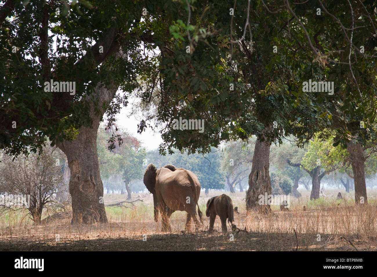 Elephant cow and calf walking under large trees in Mana Pools Park Zimbabwe Stock Photo