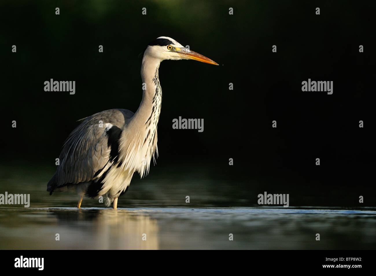 Grey Heron between lights and shades in the river Stock Photo