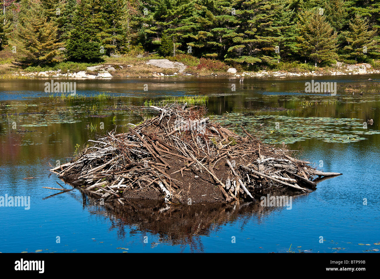 Beaver lodge, Eagle Lake, Acadia NP, Maine, USA Stock Photo