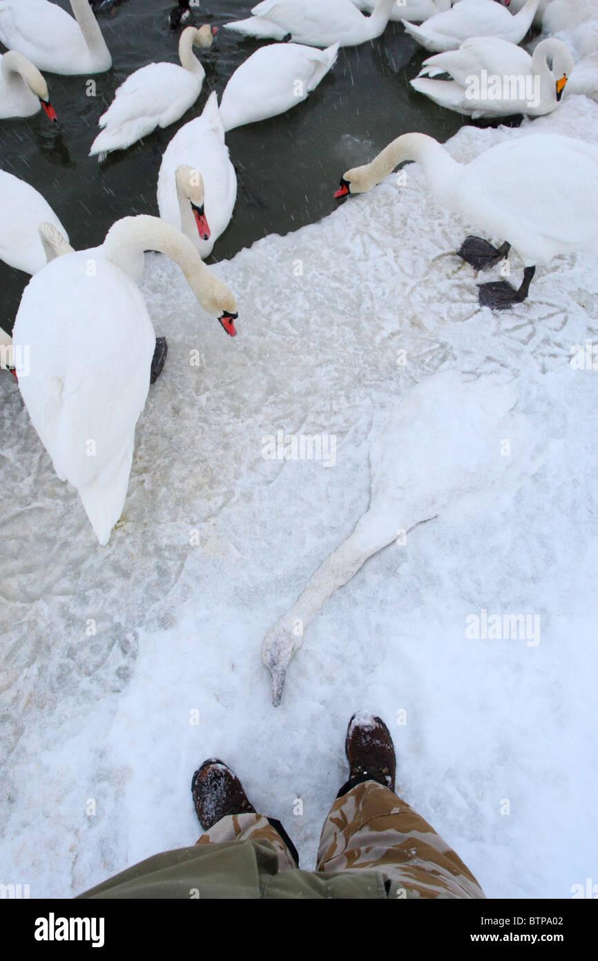 Dead swan hires stock photography and images Alamy