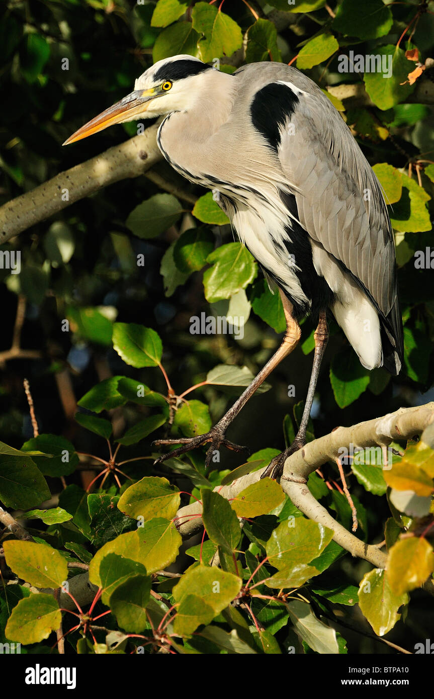 Grey Heron perched in the white poplar (Populus alba) Stock Photo