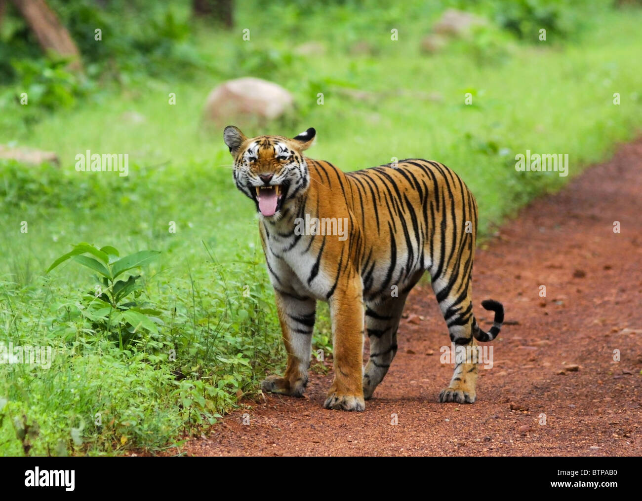 Flehmen response of a female Tiger. Picture taken in Tadoba Andhari