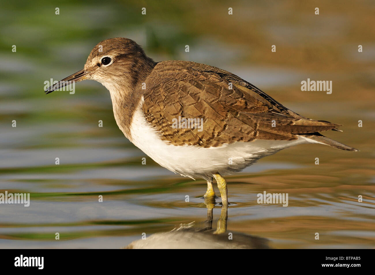 Common Sandpiper (Actitis hypoleucos) Stock Photo