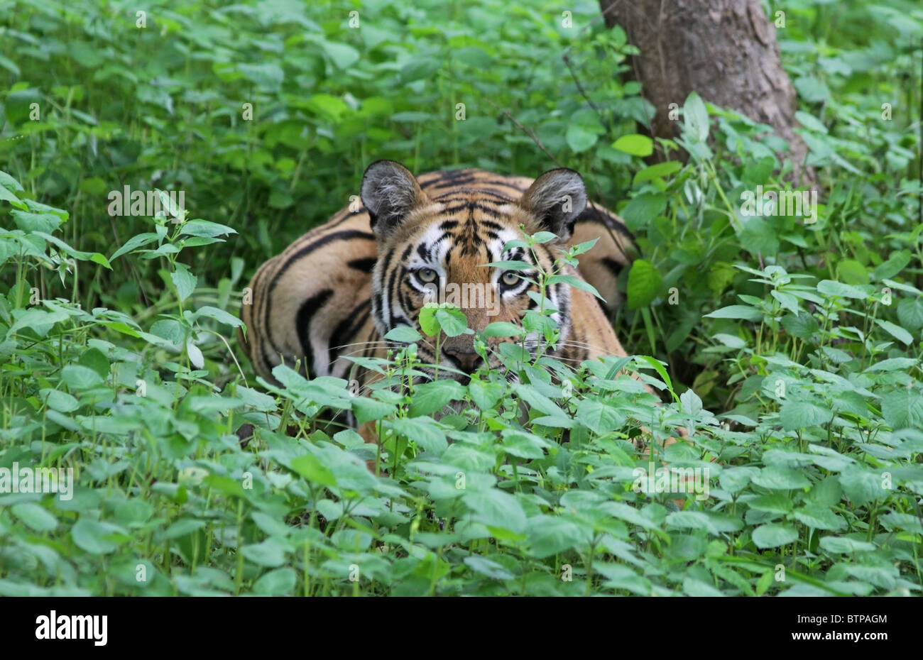 Tigress hiding in grass. Picture taken in Tadoba Andhari Tiger Reserve, India Stock Photo