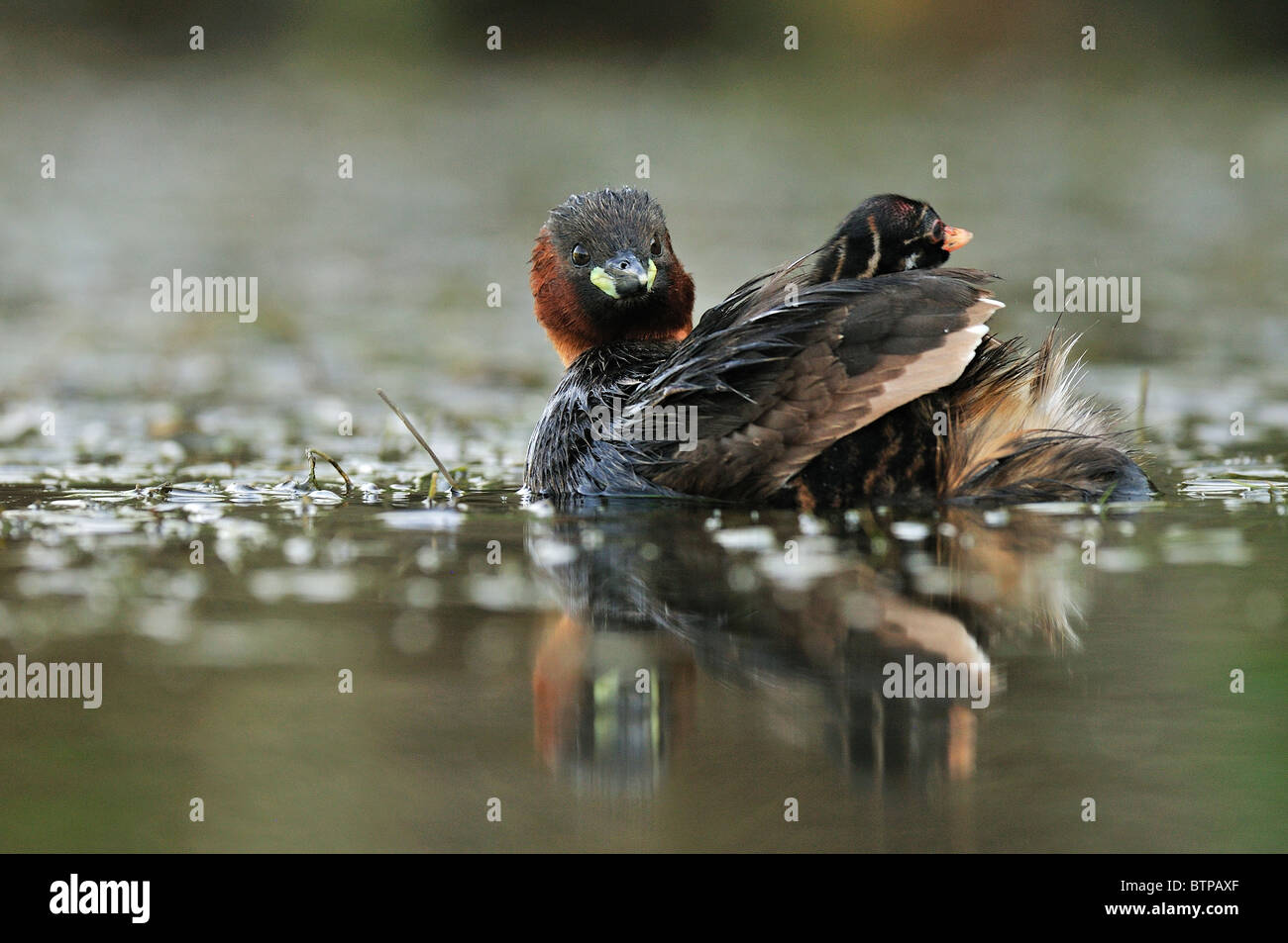 Little Grebe (Tachybaptus ruficollis) carrying their chick on their back. Stock Photo