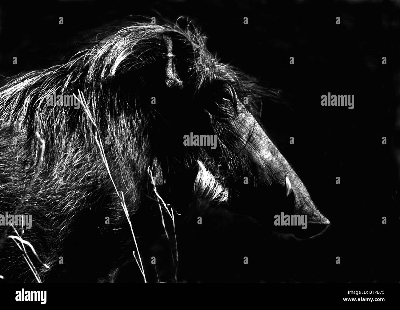 Warthog black and white silhouette Stock Photo