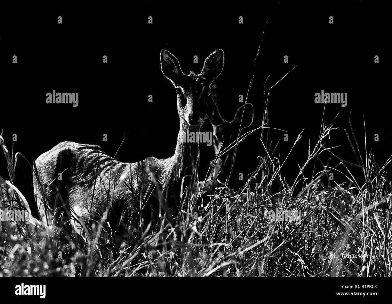 Oribi antelope standing in grass black and white silhouette landscape Stock Photo