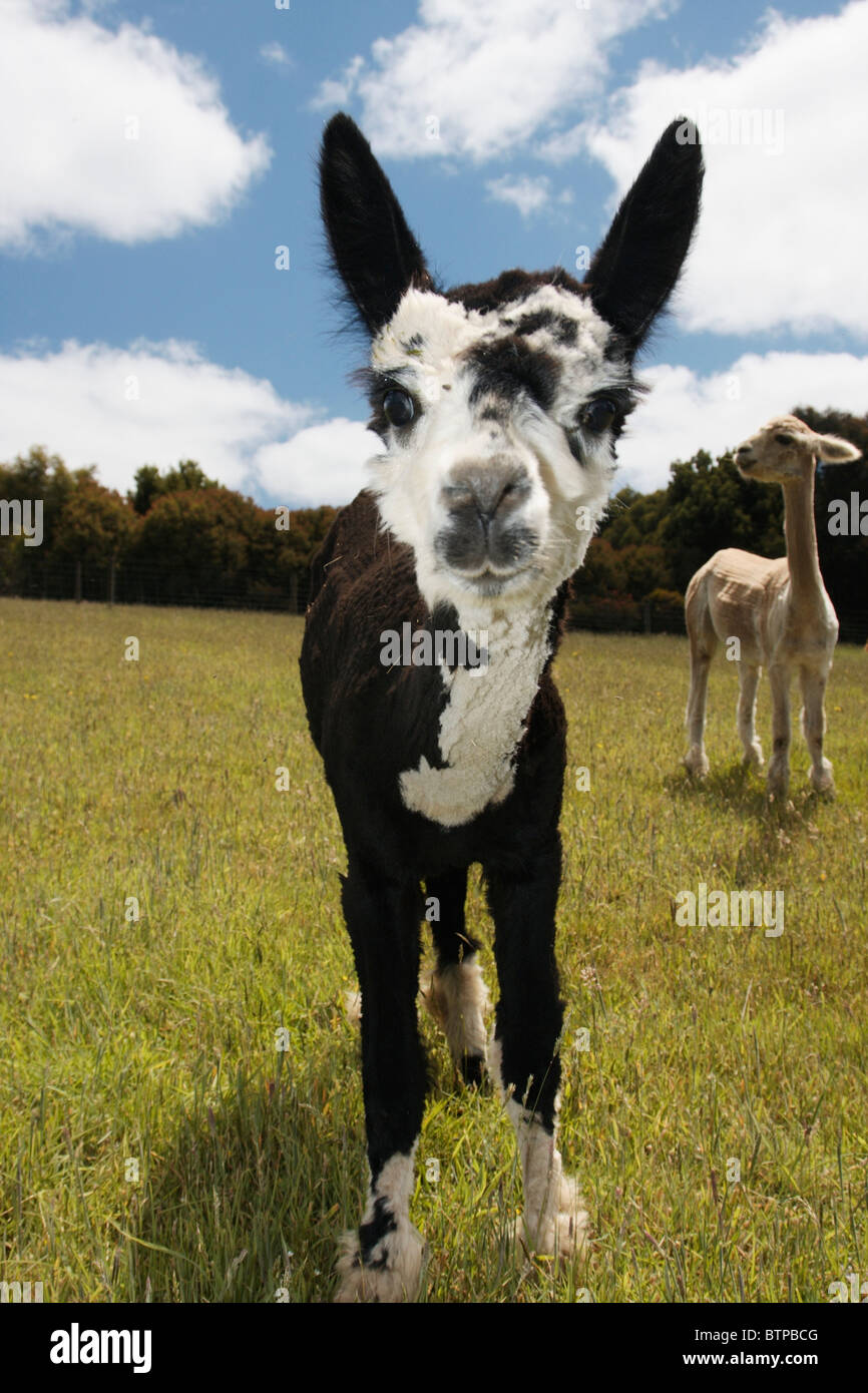 Australia, Victoria, Great Ocean Road, Johanna Alpacas, Llama standing on meadow Stock Photo