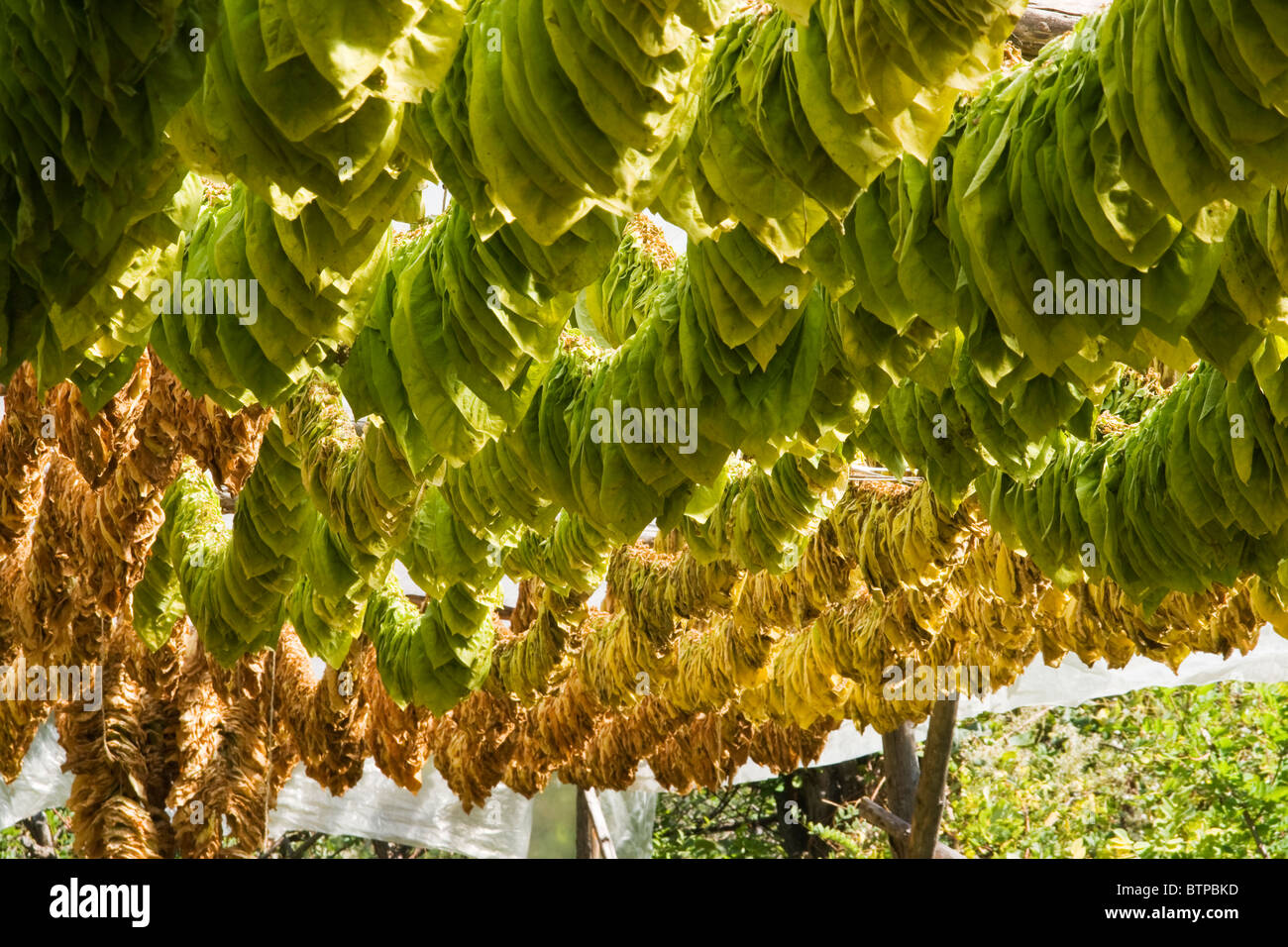 tobacco seeds for sale near me How to Grow Tobacco