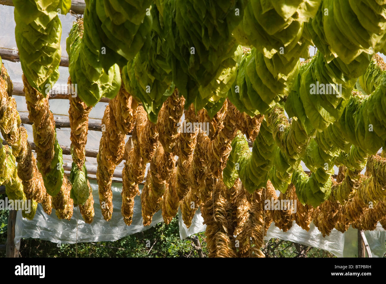 betel quid tobacco Nicotine gum with existing drug being developed for “betel quid” addiction that plagues millions