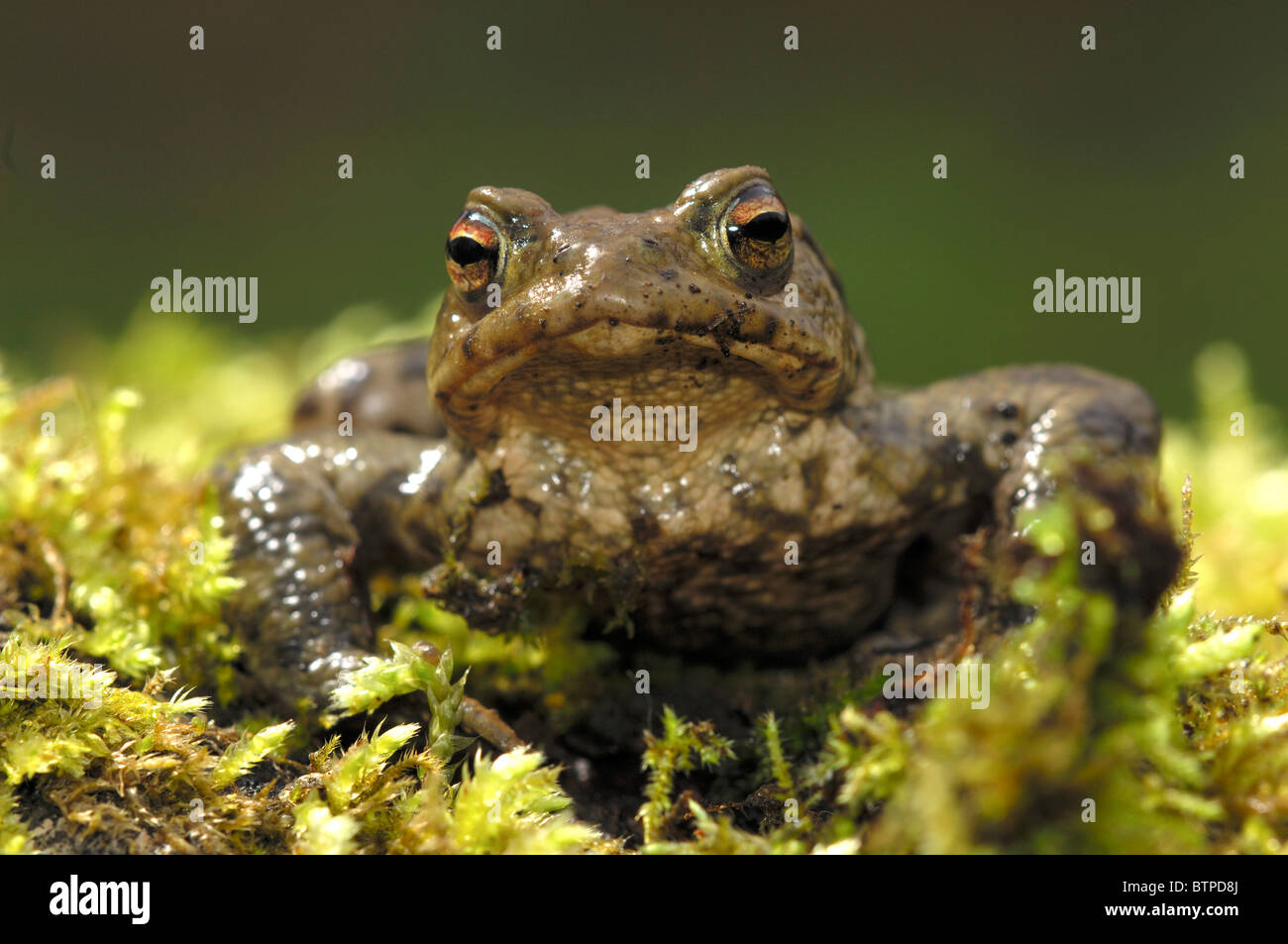 Male common toad in spring facing out of the picture. Dorset, UK March 2010 Stock Photo