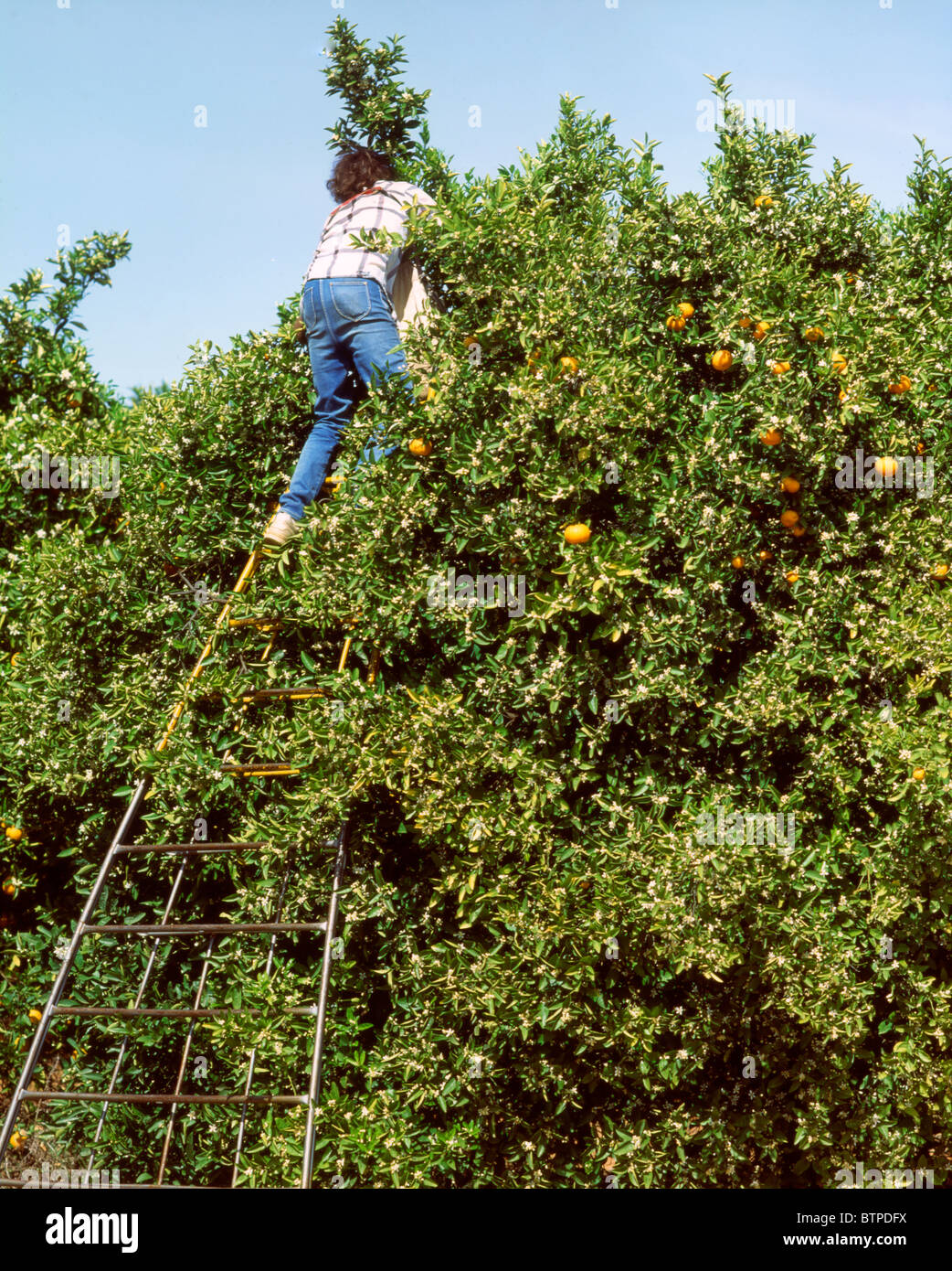 Australia Victoria Mildura Fruit picking Stock Photo Alamy