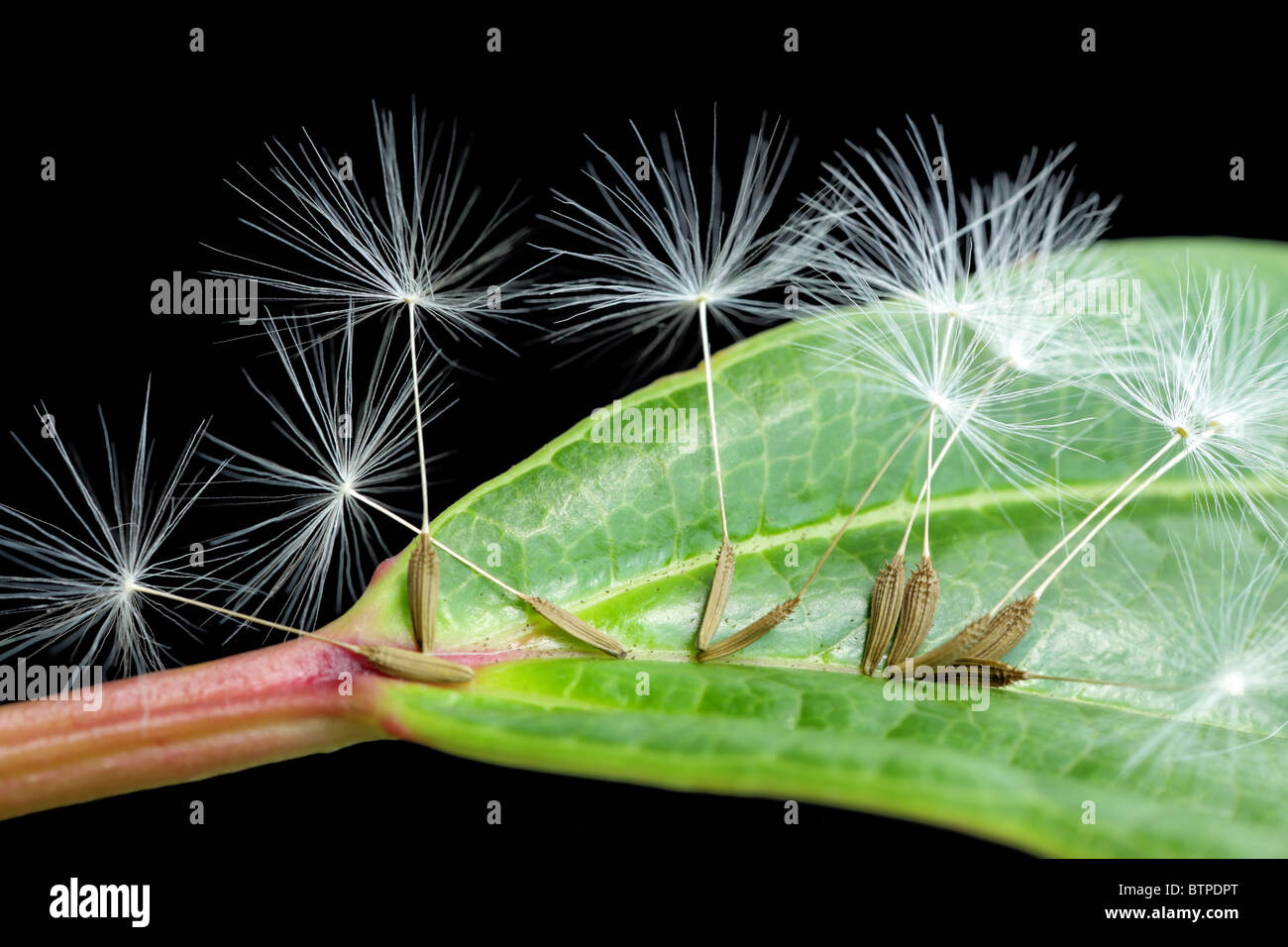 Dandelion seeds on green leaf Stock Photo