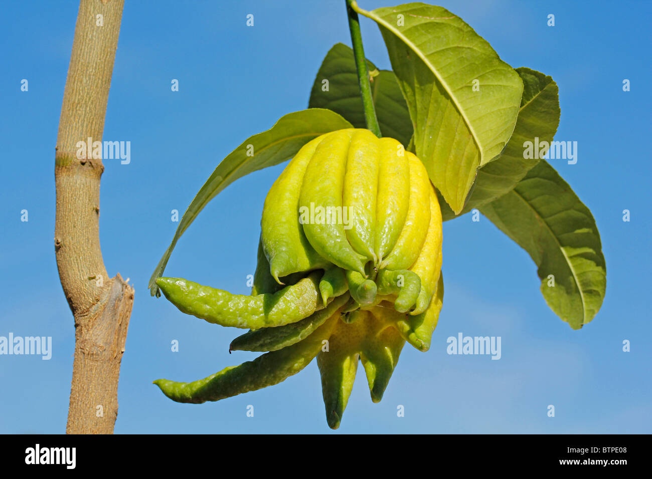 Buddha's hand. Citrus medica sarcodactylus. Stock Photo