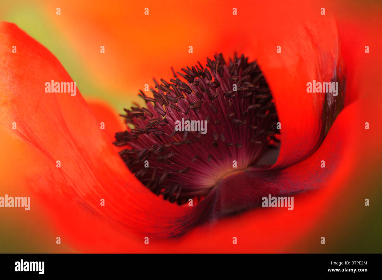 A single red oriental poppy flowerhead Stock Photo - Alamy