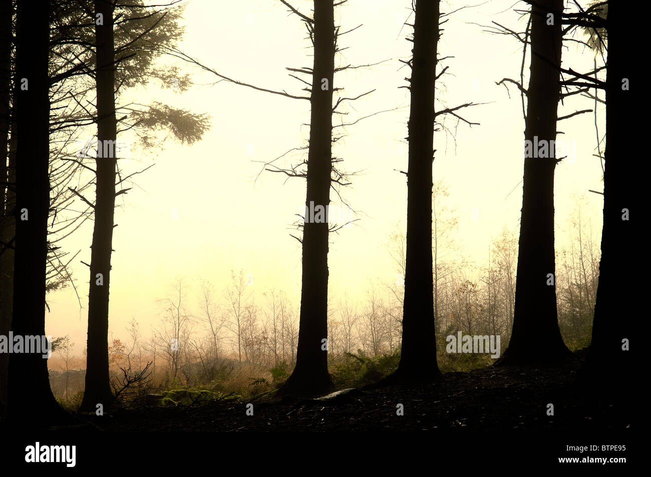 Trees on edge of forest silhouetted against sky Stock Photo