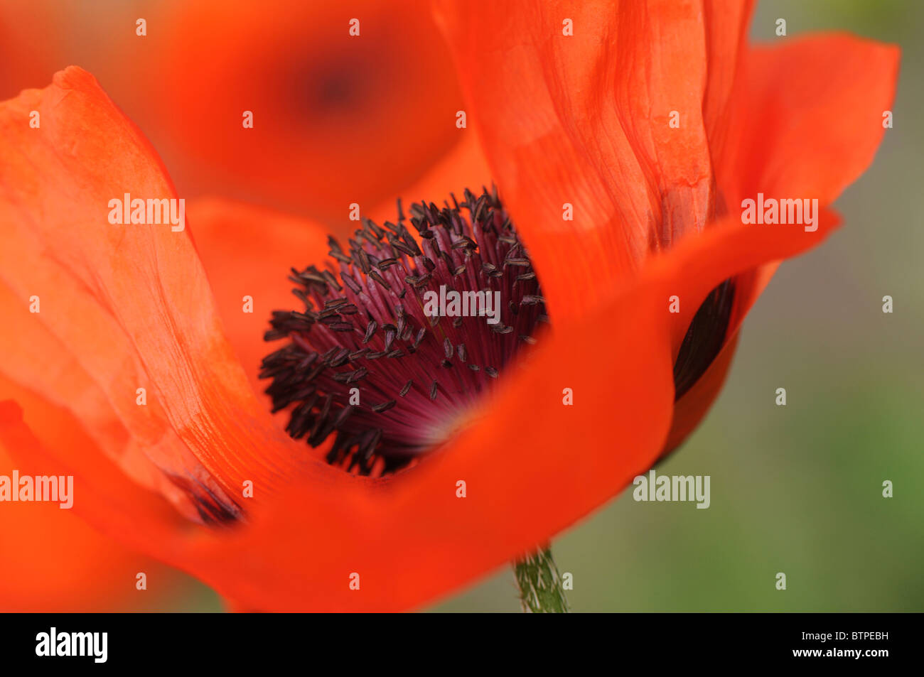 A single red oriental poppy flowerhead Stock Photo - Alamy