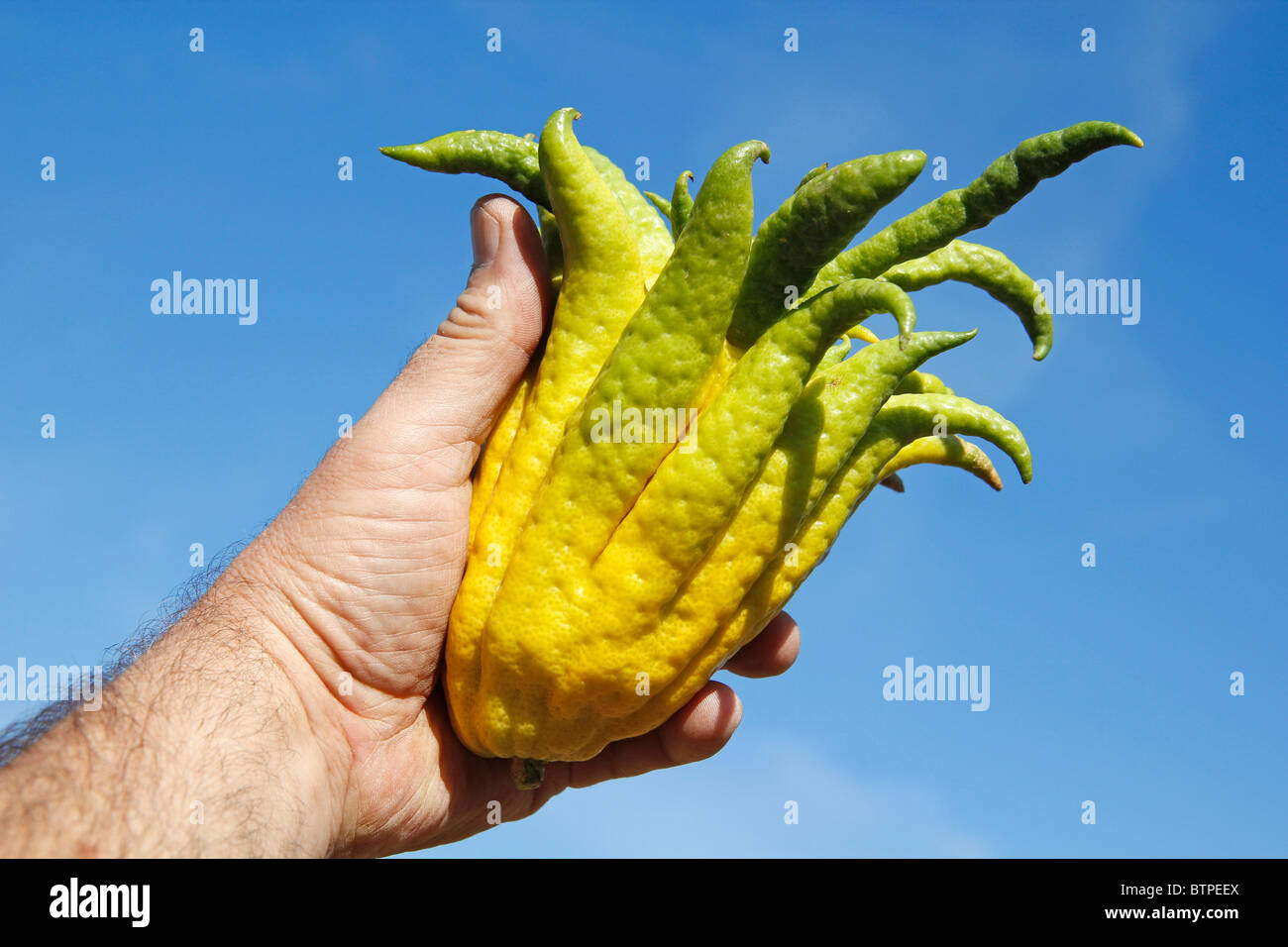 Buddha's hand. Citrus medica sarcodactylus. Stock Photo