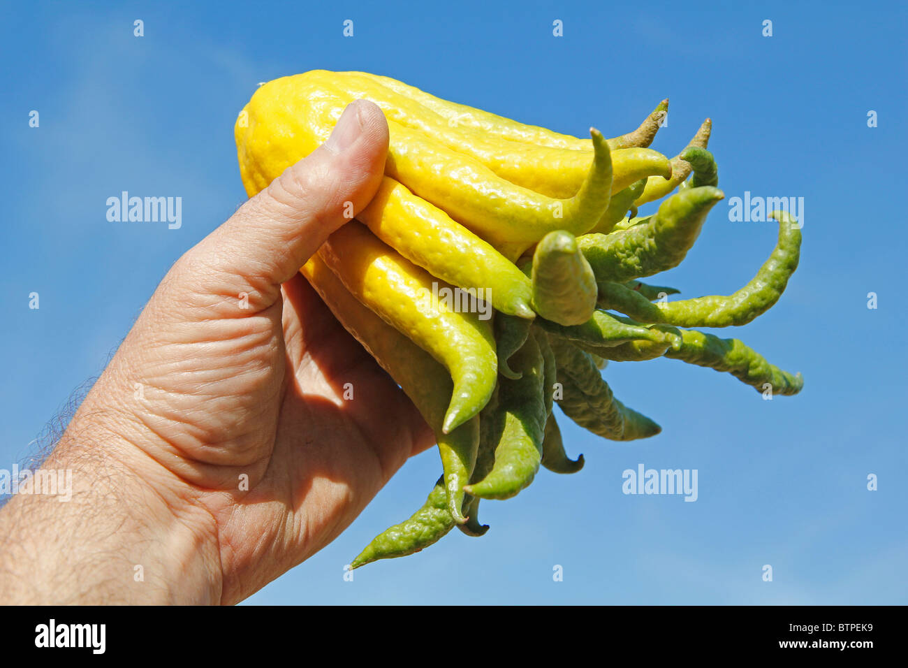 Buddha's hand. Citrus medica sarcodactylus. Stock Photo