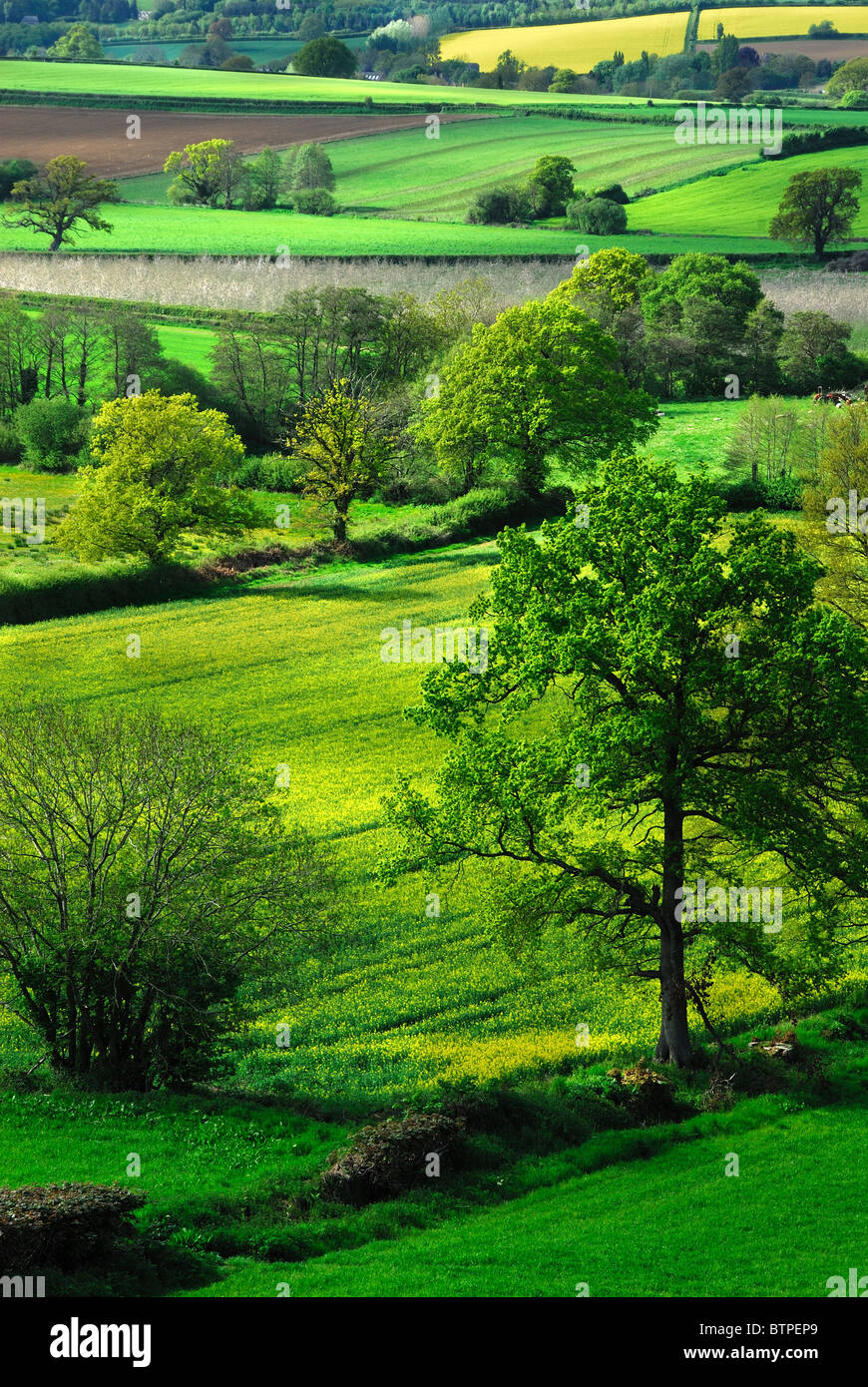 Hinton st george somerset hi-res stock photography and images - Alamy