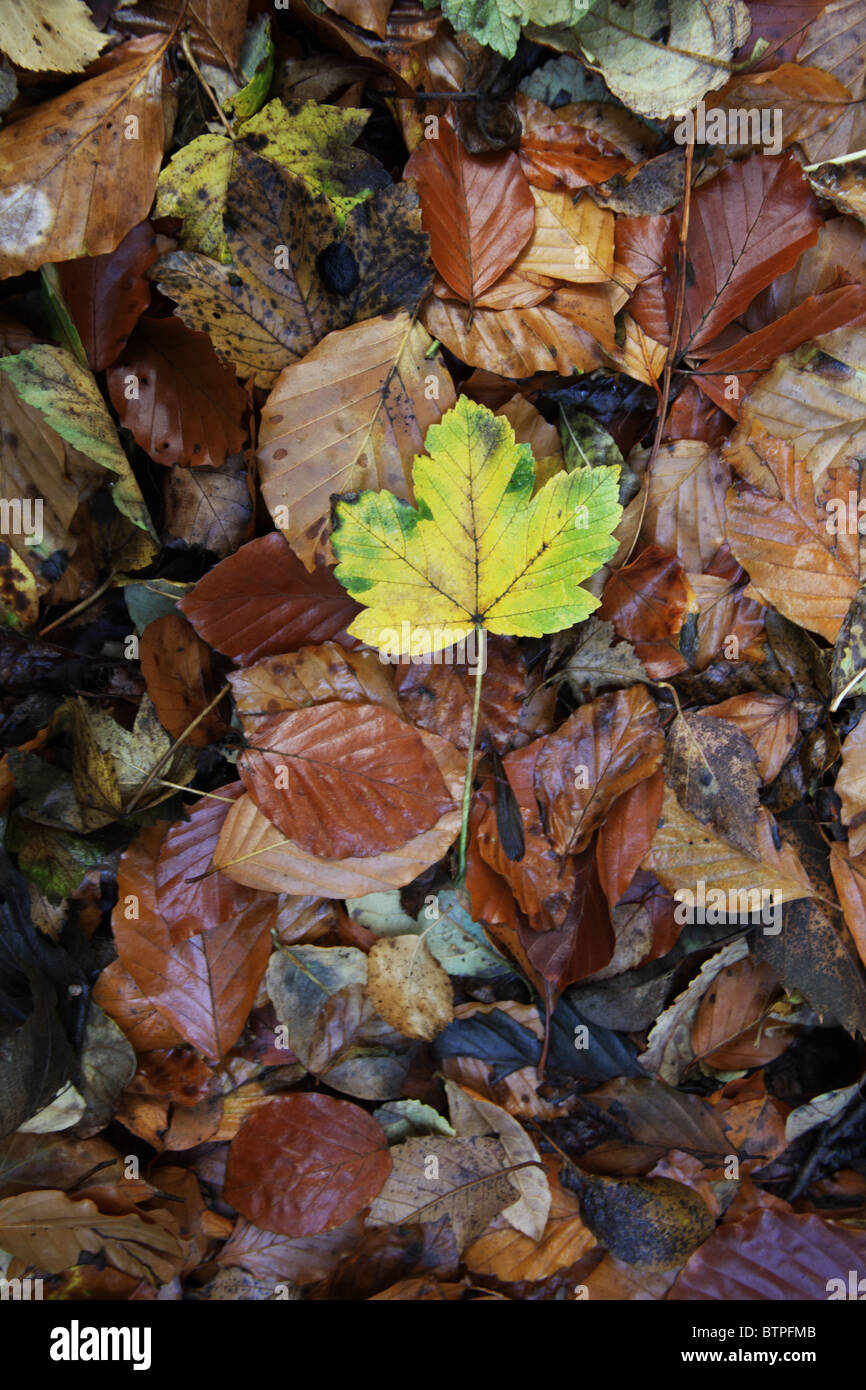 Autumn Leaves on forest floor Stock Photo - Alamy