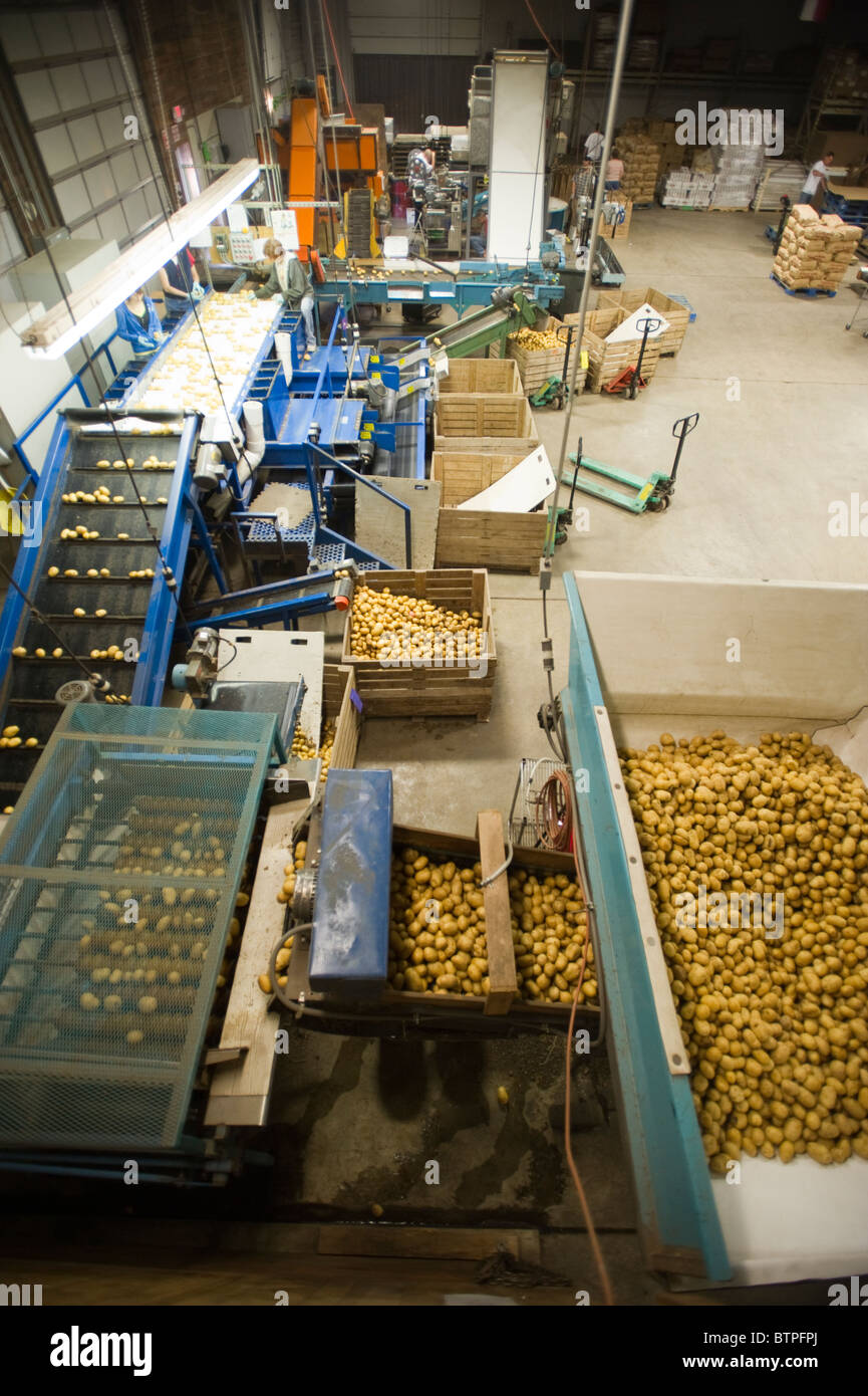 Potatoes in boxes Stock Photo Alamy