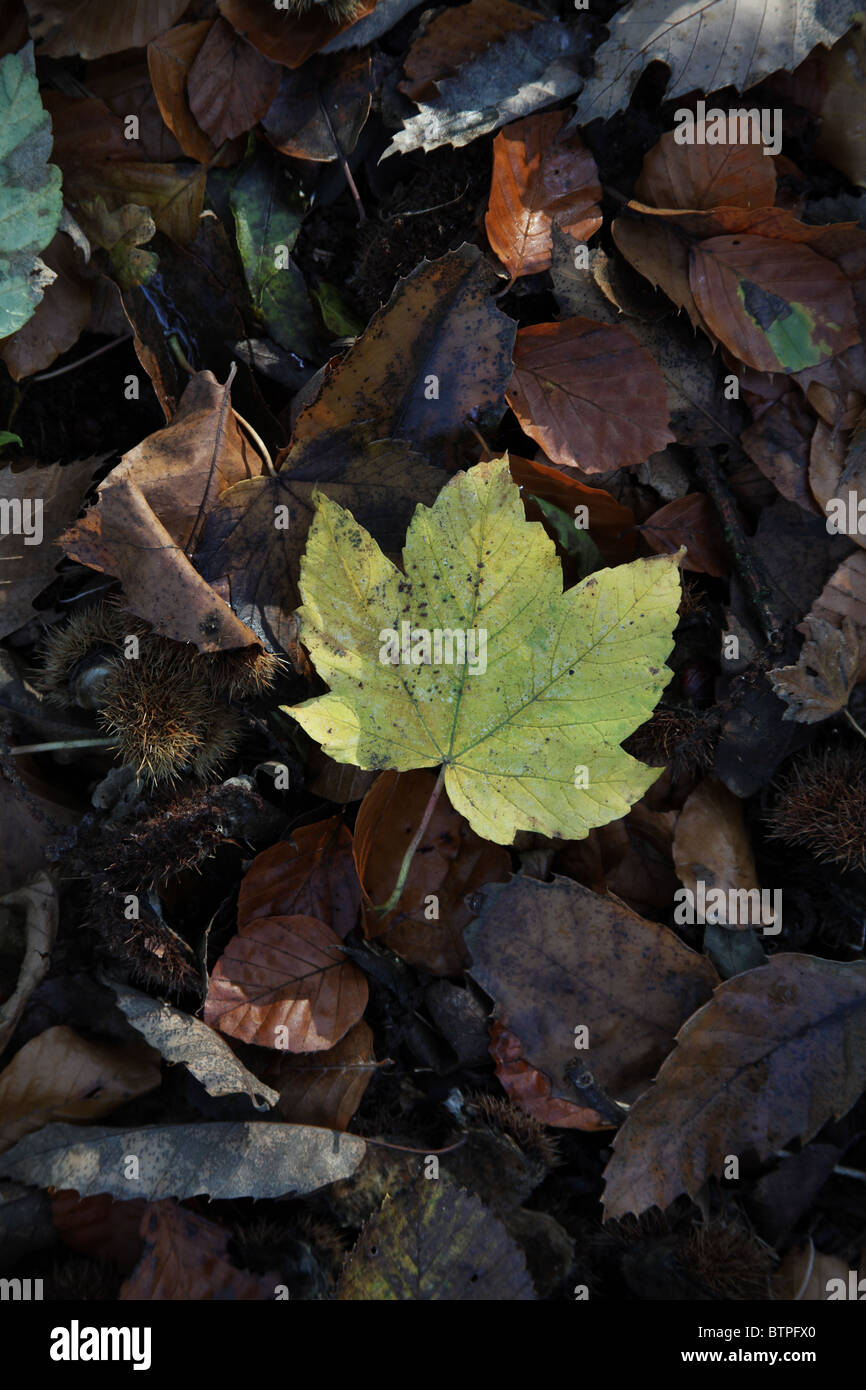 Autumn Leaves on forest floor Stock Photo - Alamy