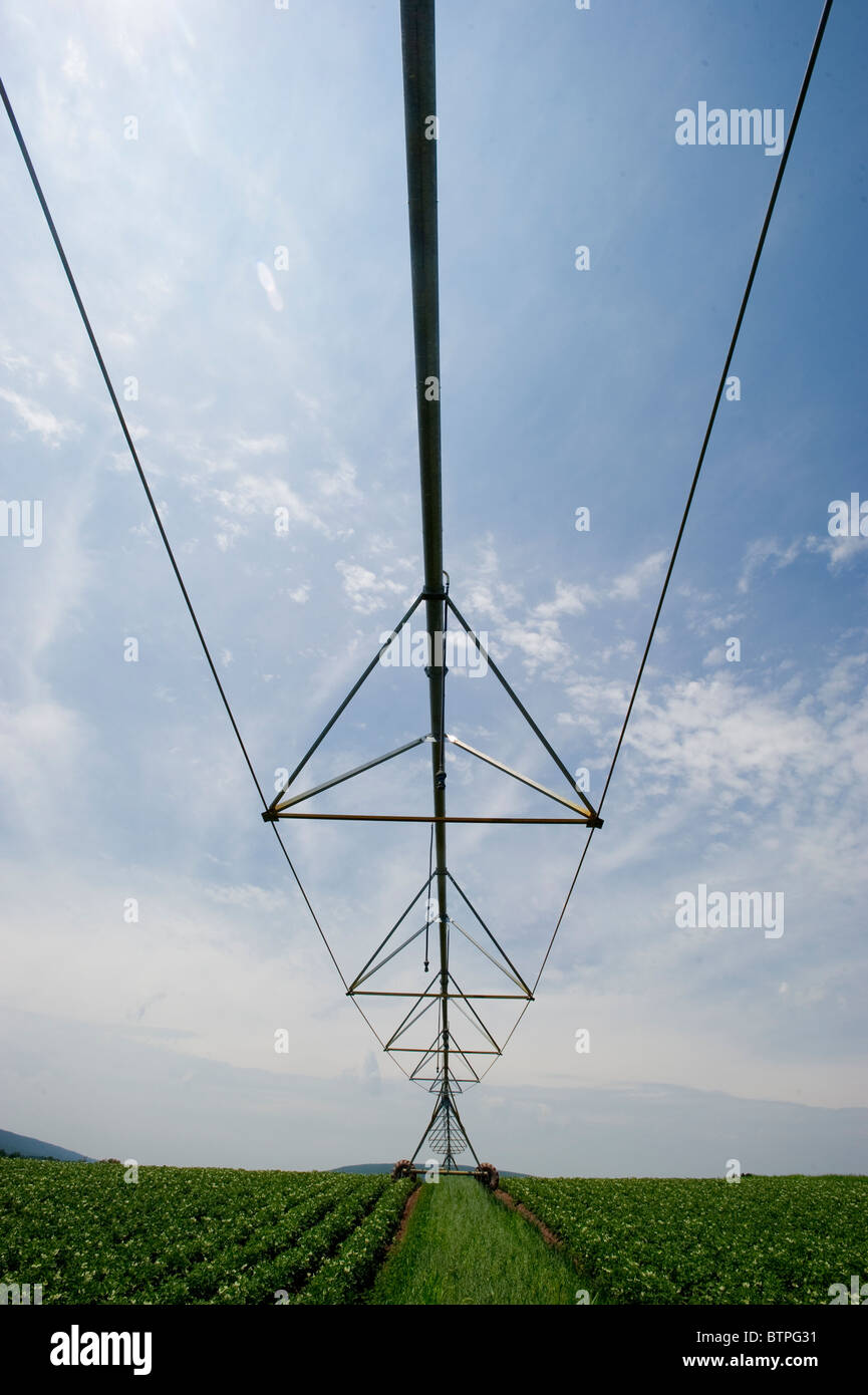 Field of potatoes with pivot irrigation system Stock Photo