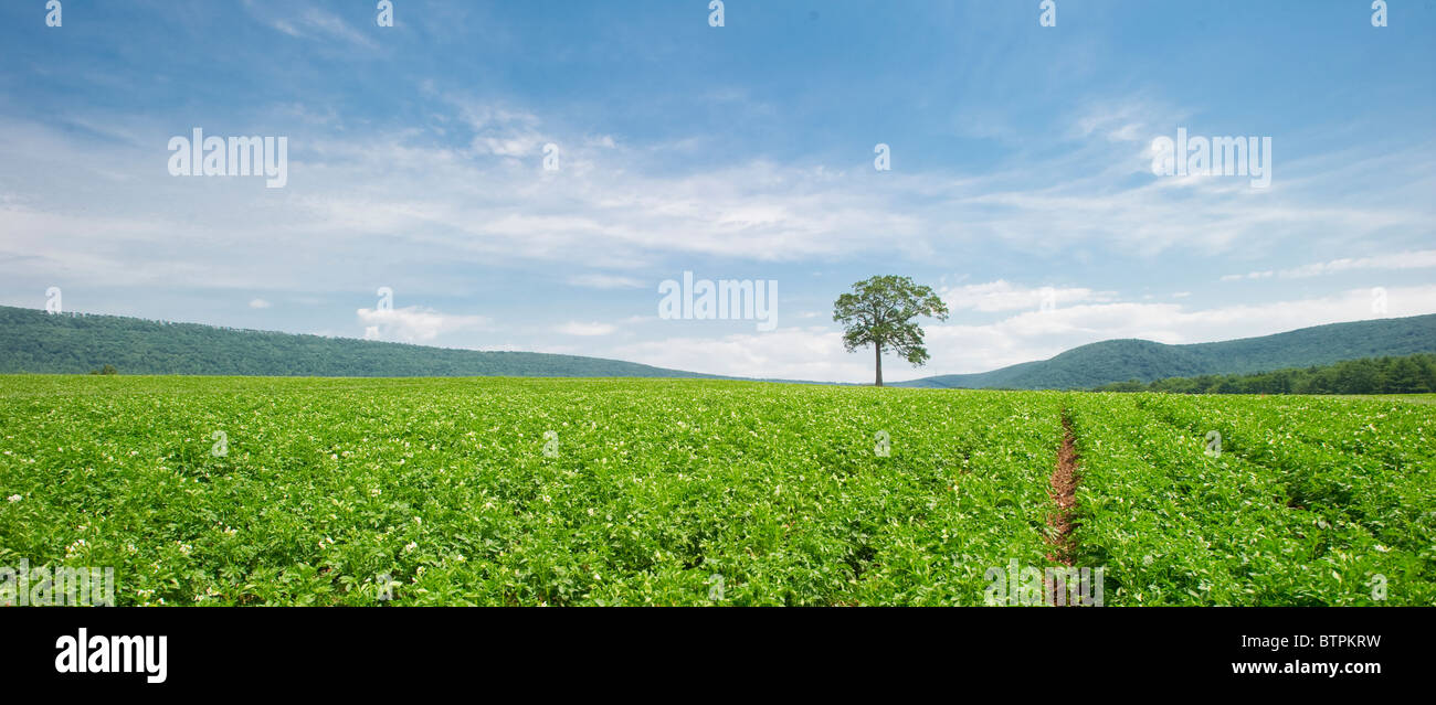Tree in field of potatoes Stock Photo