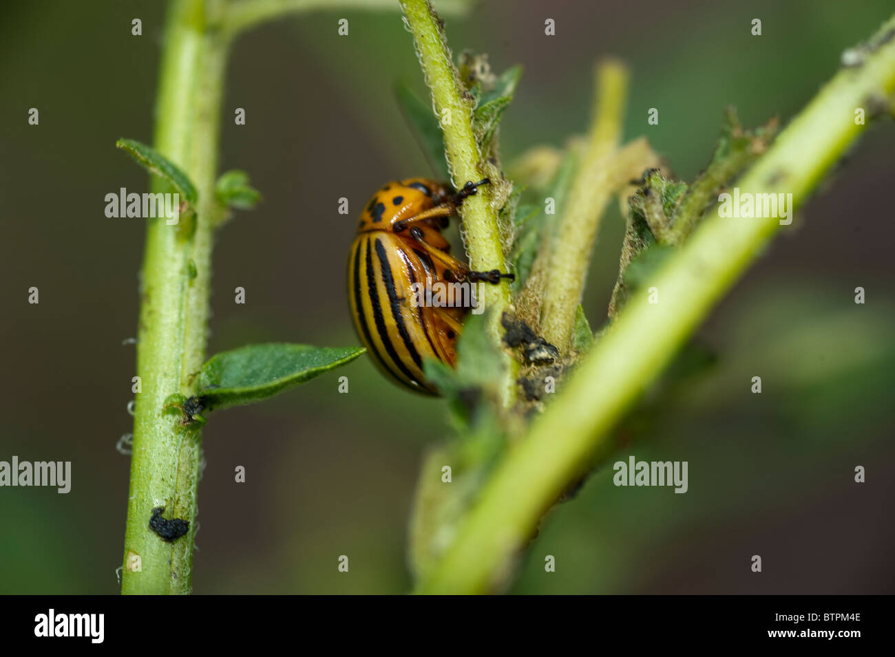 Potato beetle hires stock photography and images Alamy