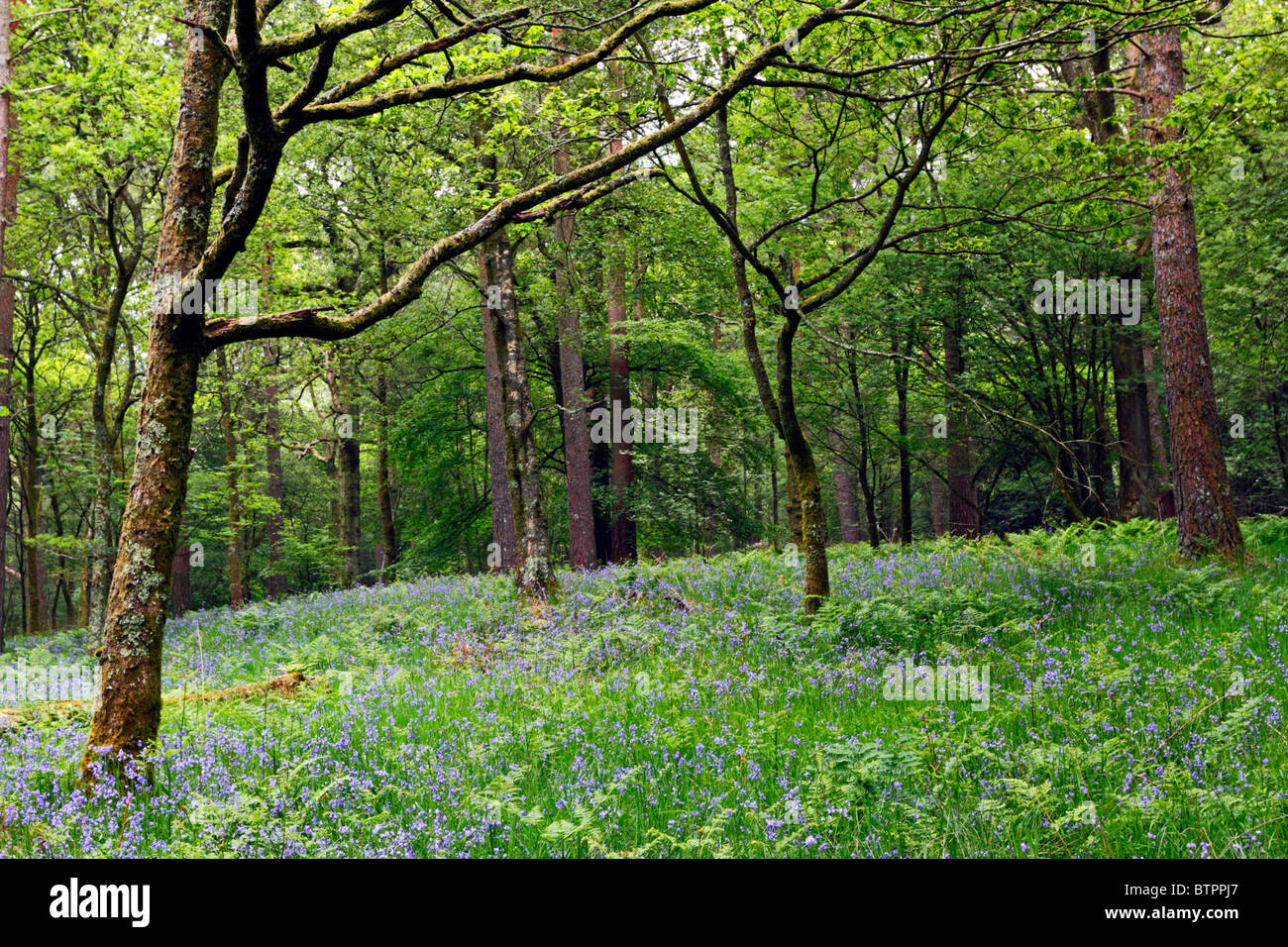 Bluebell Wood near Loweswater in the Lake District National Park, Cumbria, England. Stock Photo