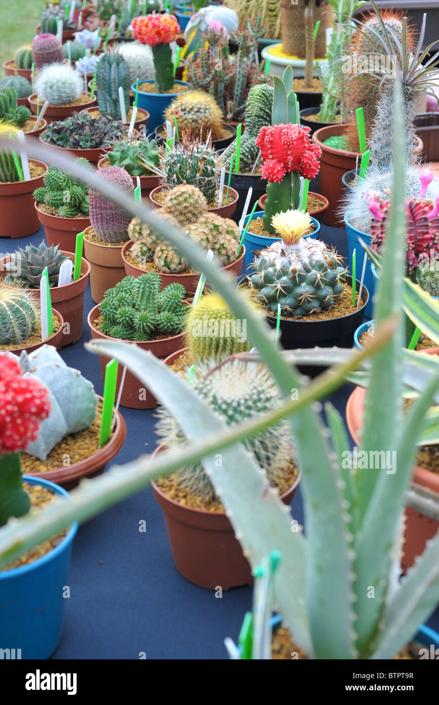 Cacti and succulents on stall at village fete Stock Photo - Alamy