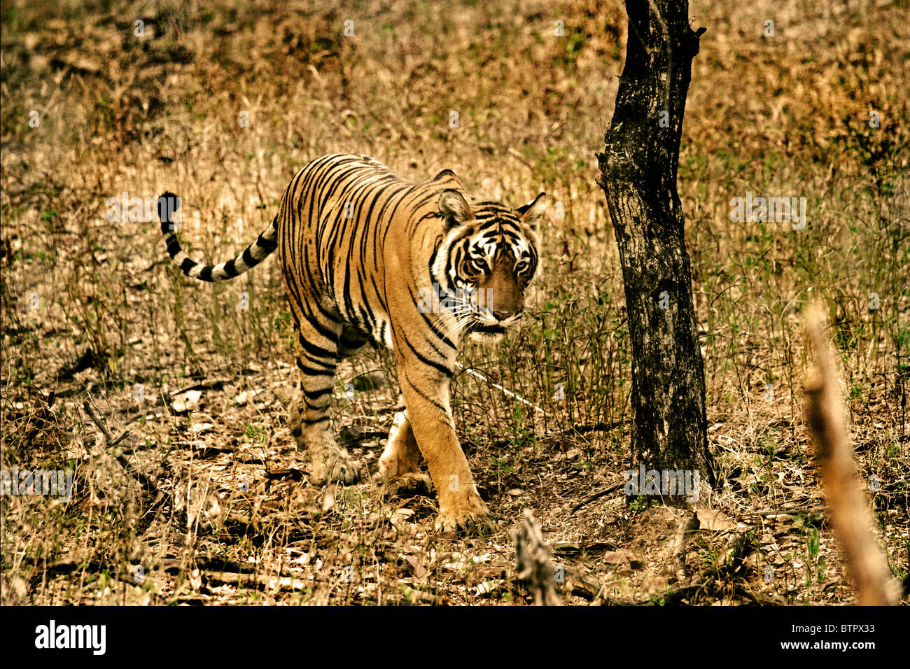 Tiger walking in the forest of Ranthambhore National Park, India Stock Photo