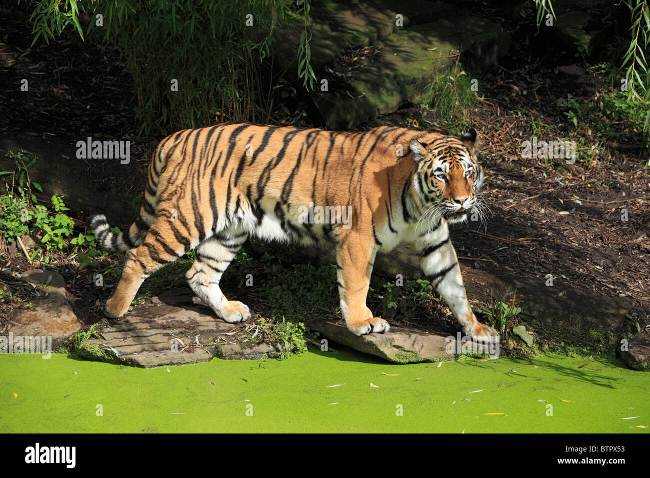 Siberian Tiger, Panthera tigris altaica, zoological gardens, all-weather zoo in Muenster, D-Muenster, Westphalia, Muensterland, North Rhine-Westphalia Stock Photo