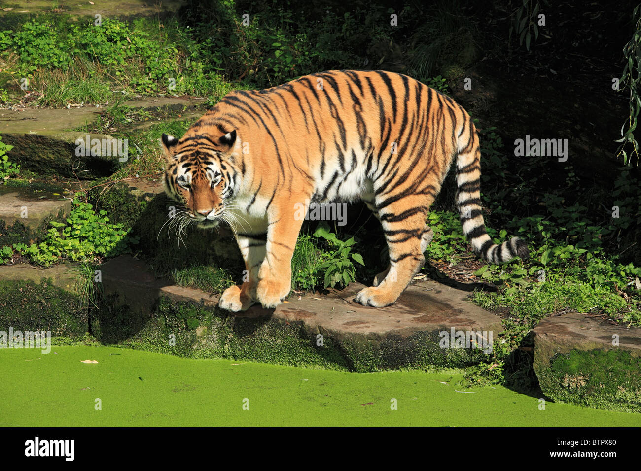 Siberian Tiger, Panthera tigris altaica, zoological gardens, all-weather zoo in Muenster, D-Muenster, Westphalia, Muensterland, North Rhine-Westphalia Stock Photo