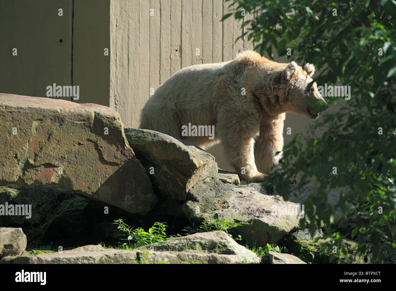 Syrian Brown Bear, Ursus arctos syriacus, zoological gardens, all-weather zoo in Muenster, D-Muenster, Westphalia, Muensterland, North Rhine-Westphalia Stock Photo