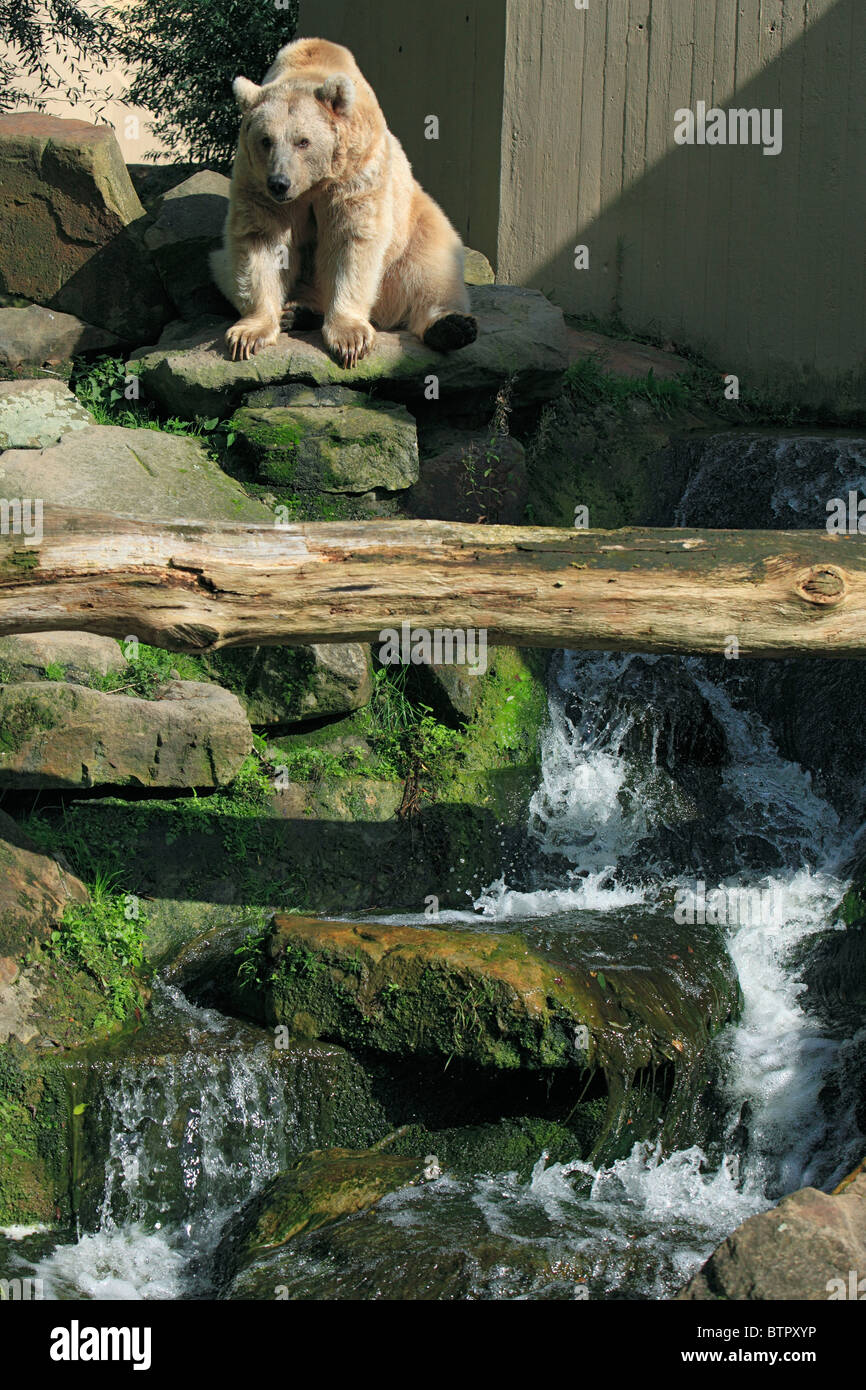 Syrian Brown Bear, Ursus arctos syriacus, zoological gardens, all-weather zoo in Muenster, D-Muenster, Westphalia, Muensterland, North Rhine-Westphalia Stock Photo