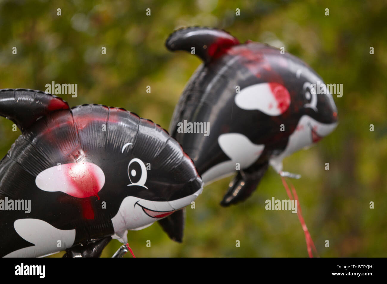 Killer whale balloons during an antiwhaling protest outside the Japanese embassy in London