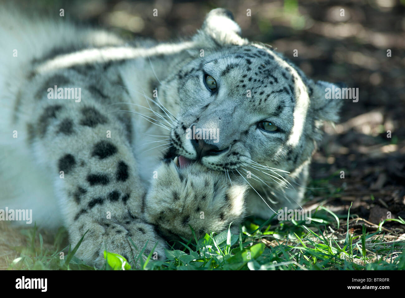 A snow leopard pictured at Twycross Zoo, Leicestershire Stock Photo