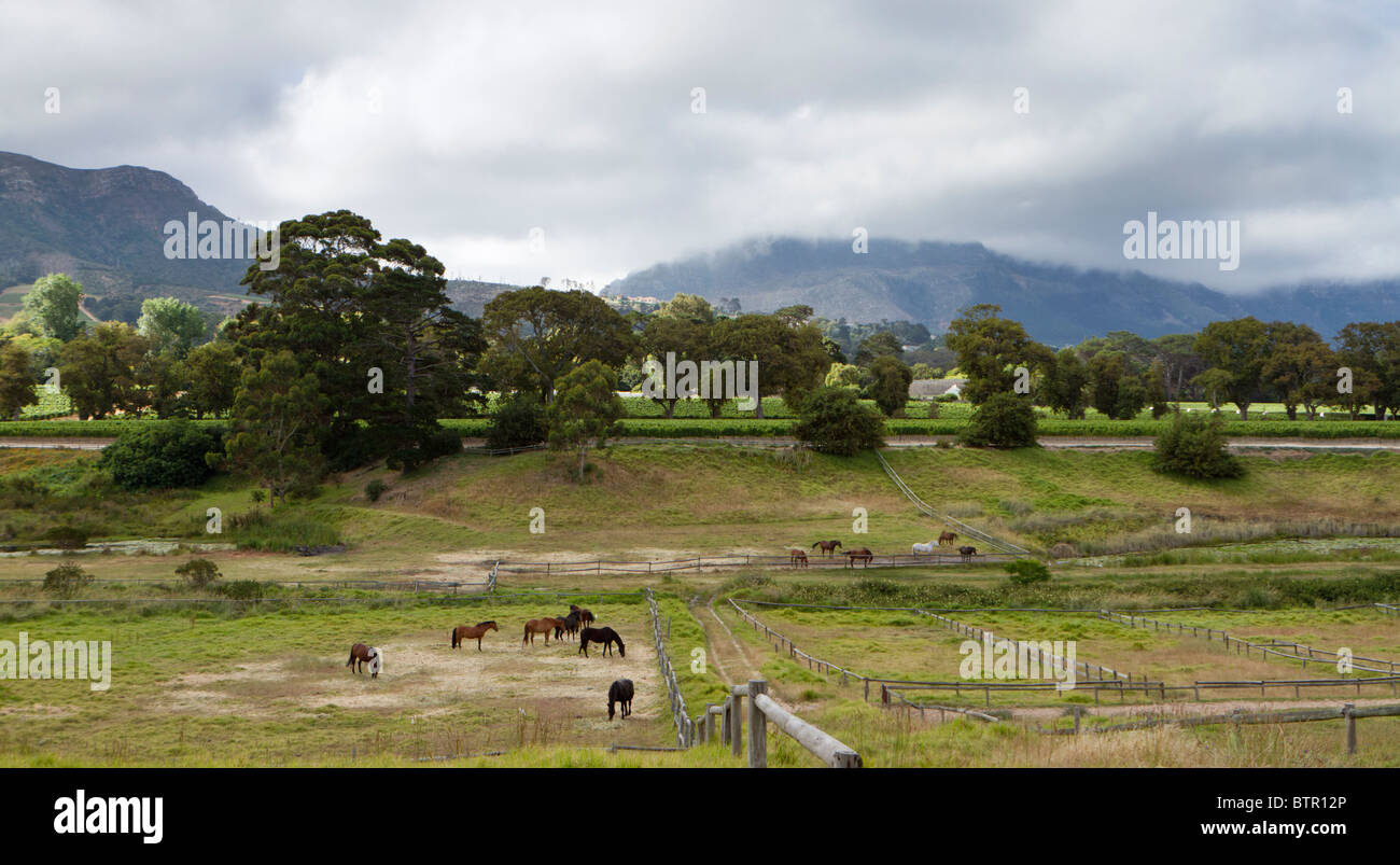 Horses grazing in paddocks with trees behind, a mountain in the background and cloudy sky above Stock Photo