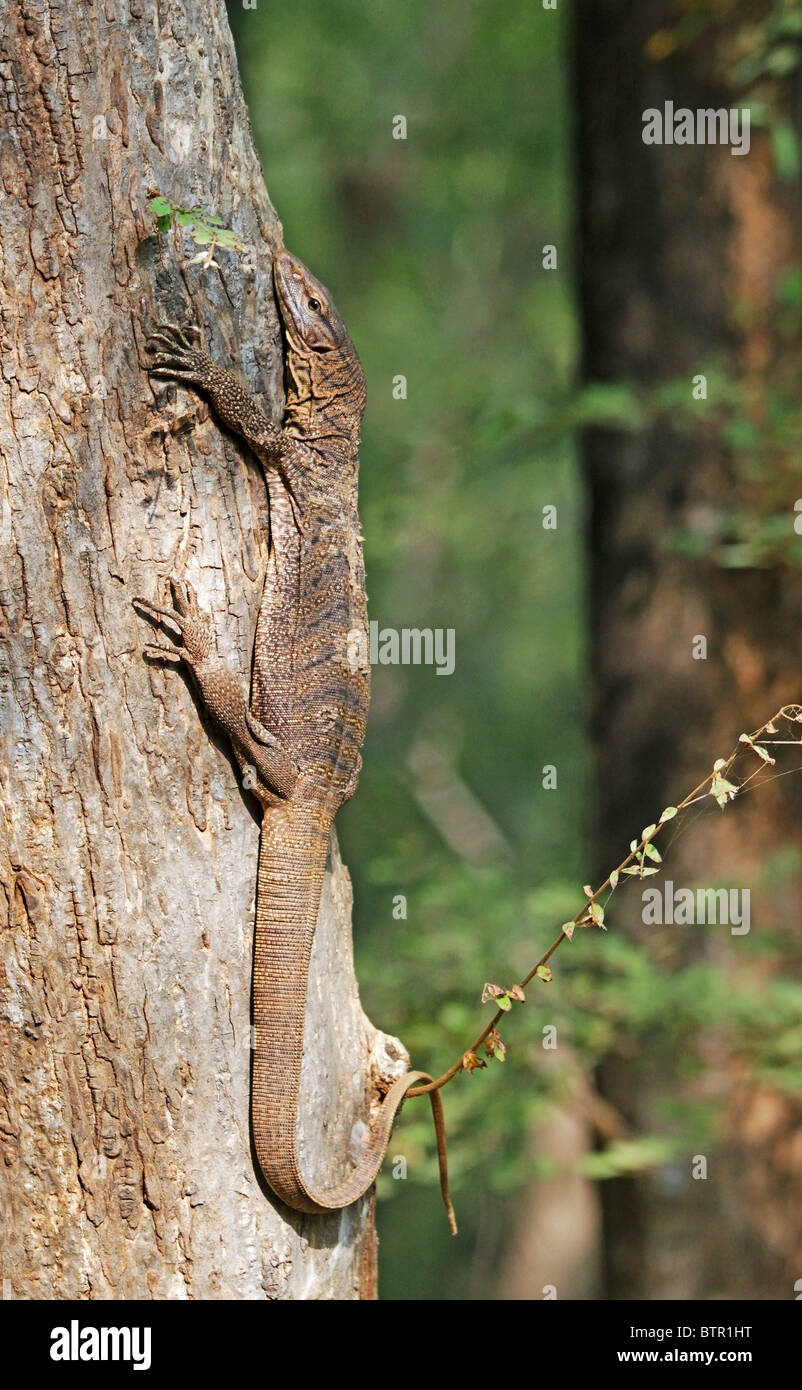 A Monitor Lizard climbing treen in Ranthambhore National Park, Rajasthan, India Stock Photo