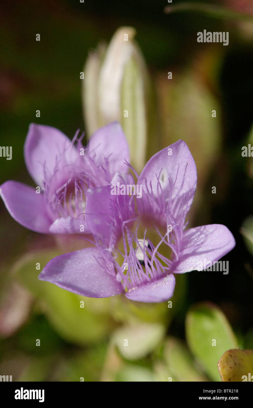 A close up view of a Field Gentian Stock Photo