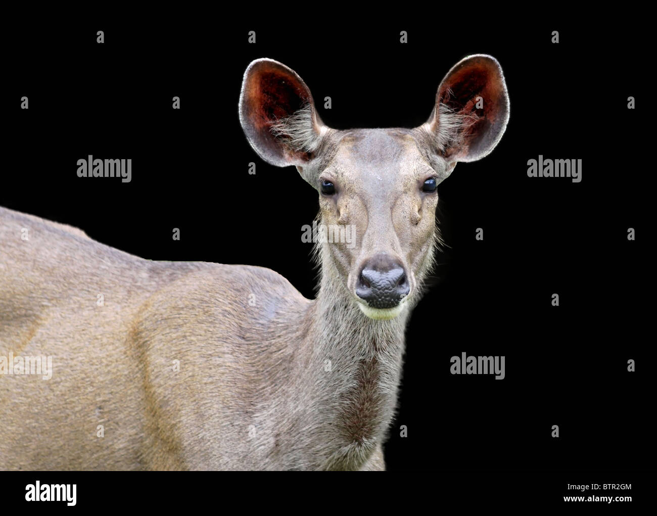 Sambar Deer isolated on a black background Stock Photo - Alamy