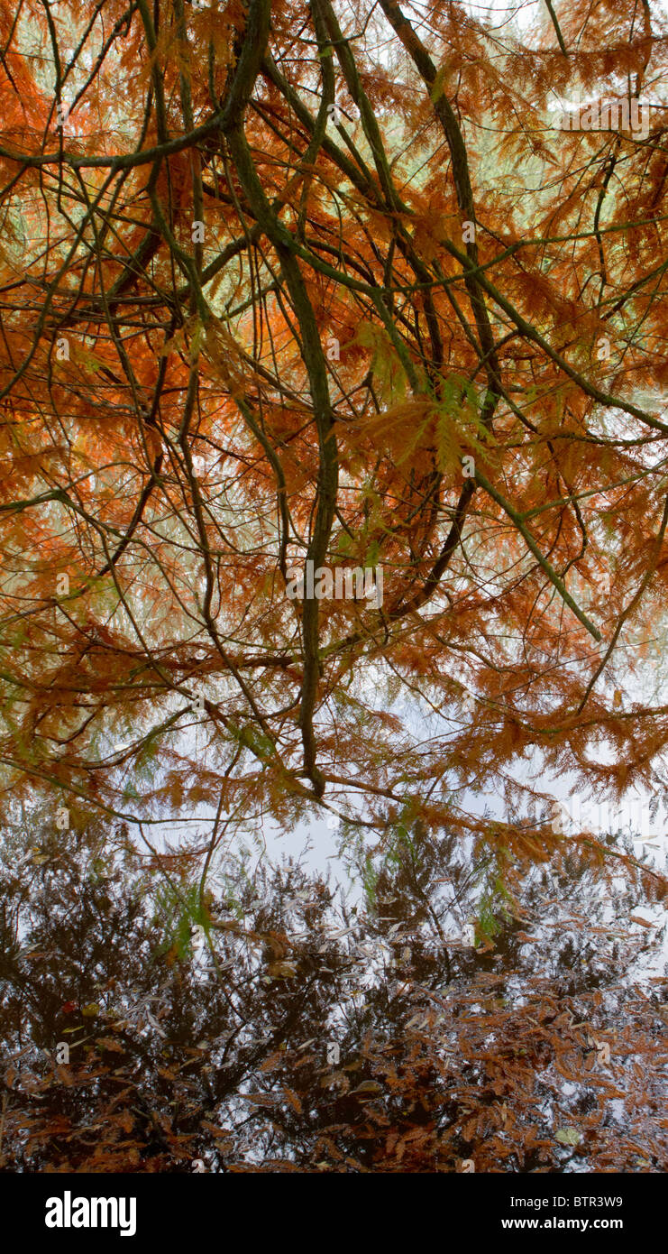 Autumn colours reflected in water forming a semi-abstract composition Stock Photo