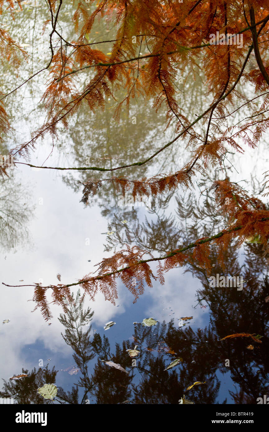 Autumn colours reflected in water forming a semi-abstract composition Stock Photo