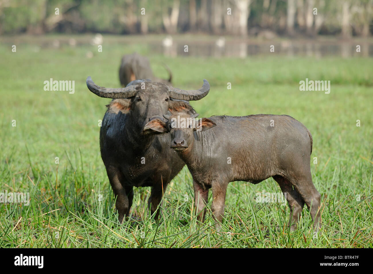 Australia, Bamurru Plains, Two Buffaloes Stock Photo