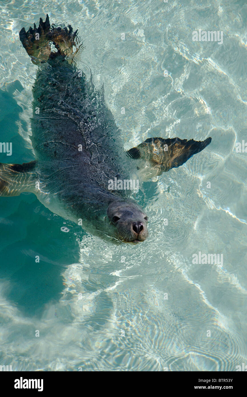 Australia, Esperance, Seal in water Stock Photo